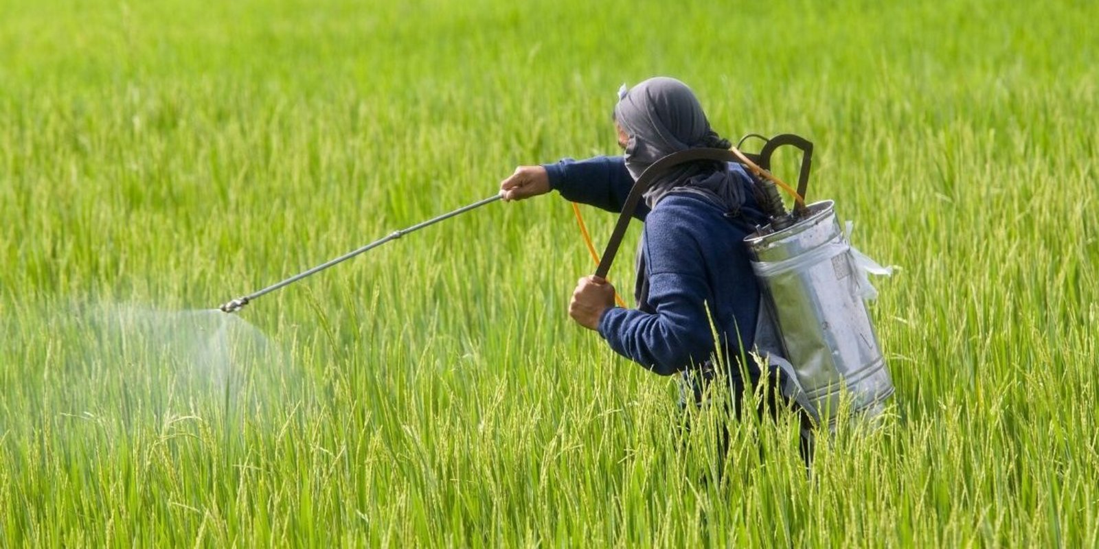 Mann sprüht Pestizide im Reisfeld