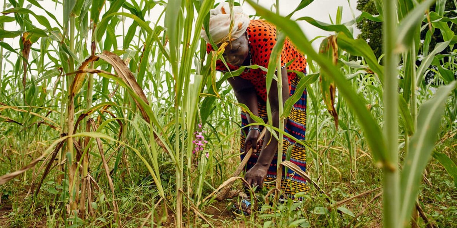 Eine Kleinbäuerin bei der Feldarbeit mit innovativen Anbaumethoden.