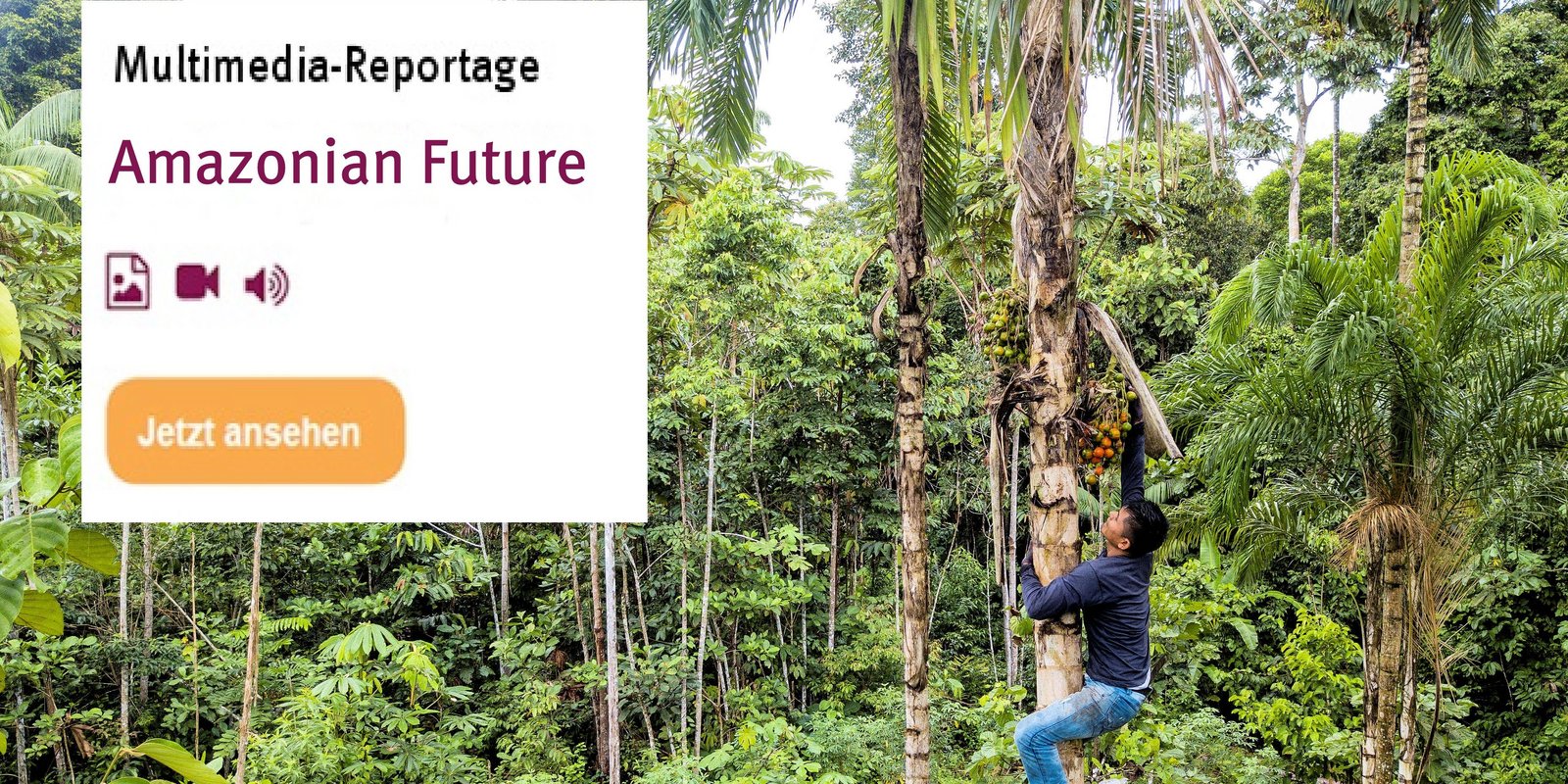 Amazonas Mutlimediareportage - Mann klettert Baum hoch